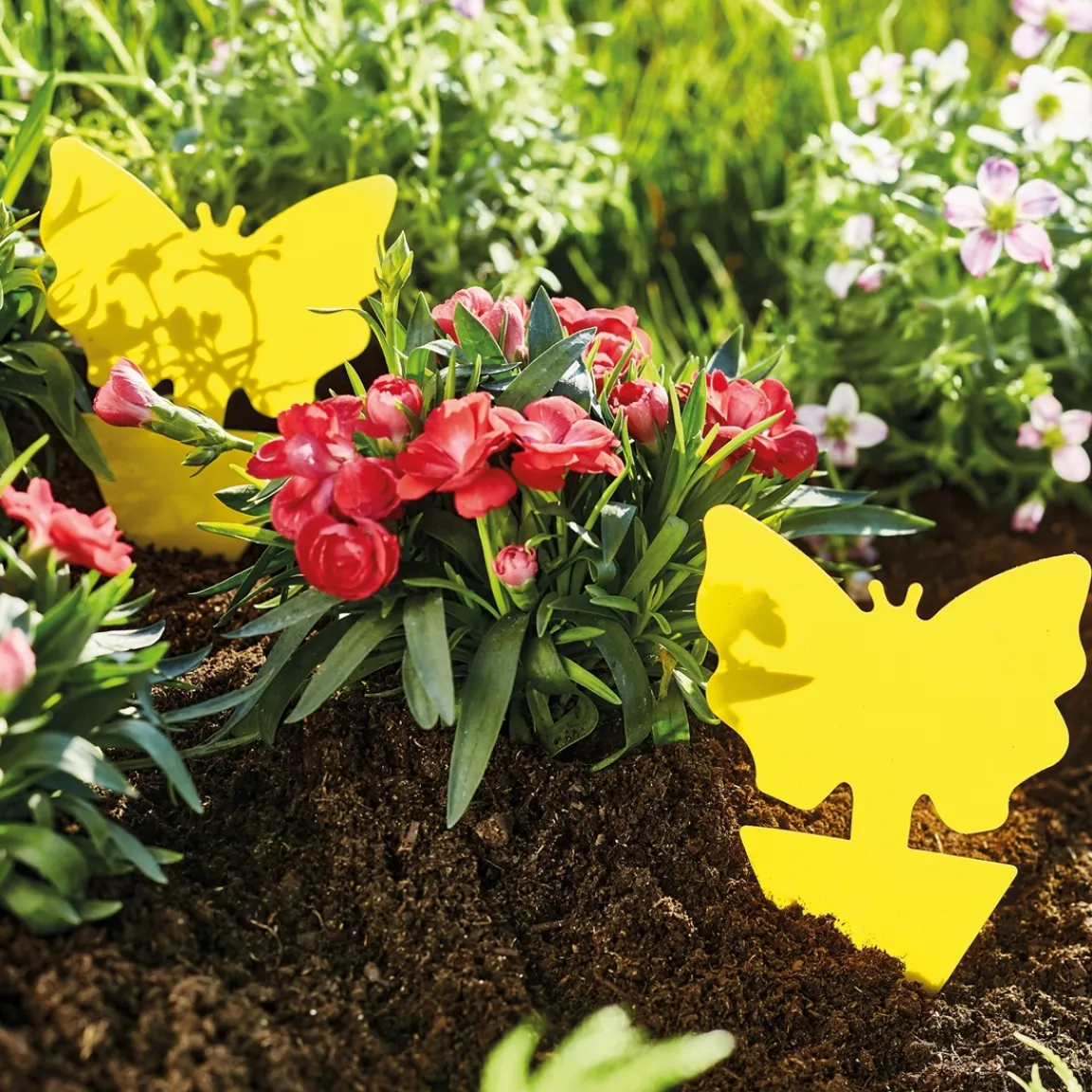 Tempsl 24 attrapes moucherons et insectes