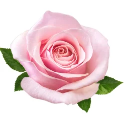 Clearance Tempsl Brume d'intérieur textile Eau de rose