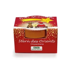 Sale Tempsl Chrysanthème en pot