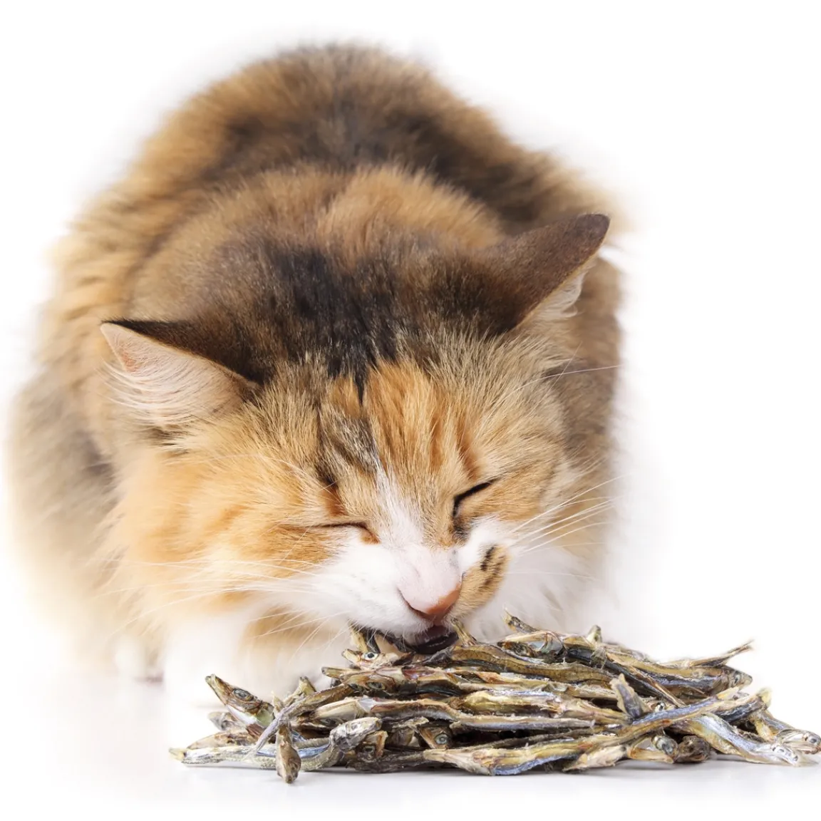 Tempsl Friandises pour chats