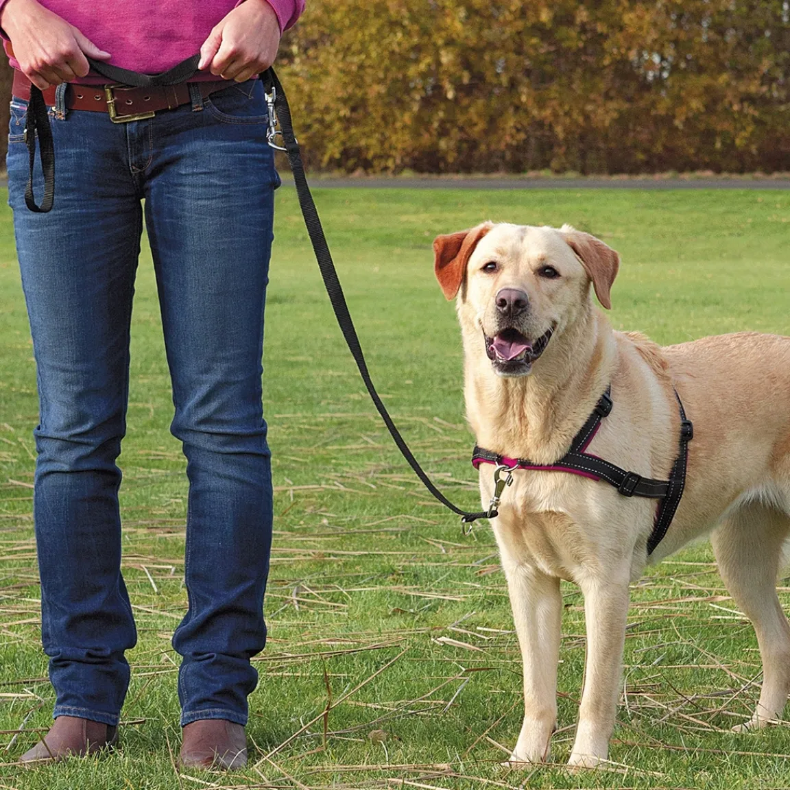 Sale Tempsl Harnais anti-traction - 3 tailles