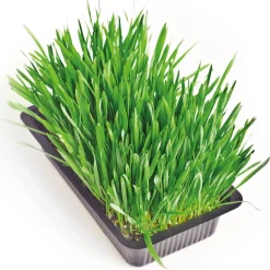 New Tempsl Herbe fraîche pour chat