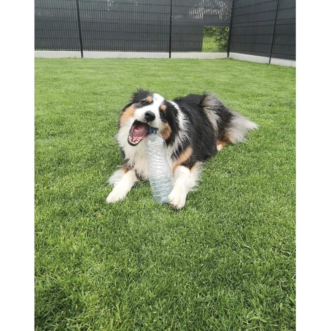 Sale Tempsl Jouet pour chien Crunchy Bone