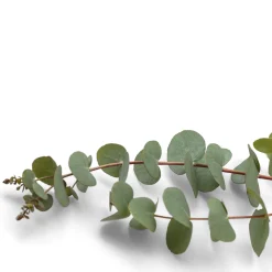 Online Tempsl Parfum pour saturateur eucalyptus 125 ml