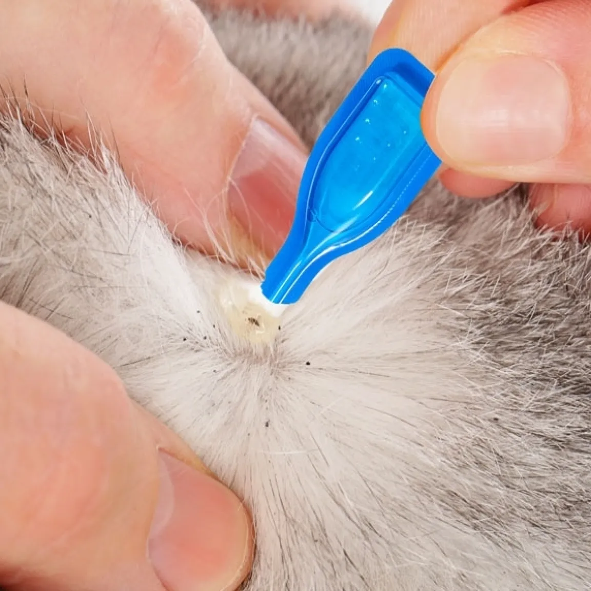 Clearance Tempsl Pipettes stop parasites gros chiens 15-30 kg