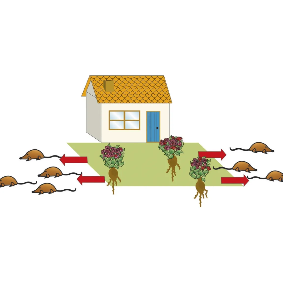 Discount Tempsl Plante anti taupes