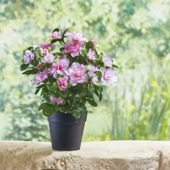 Clearance Tempsl Plante azalée ou camellia
