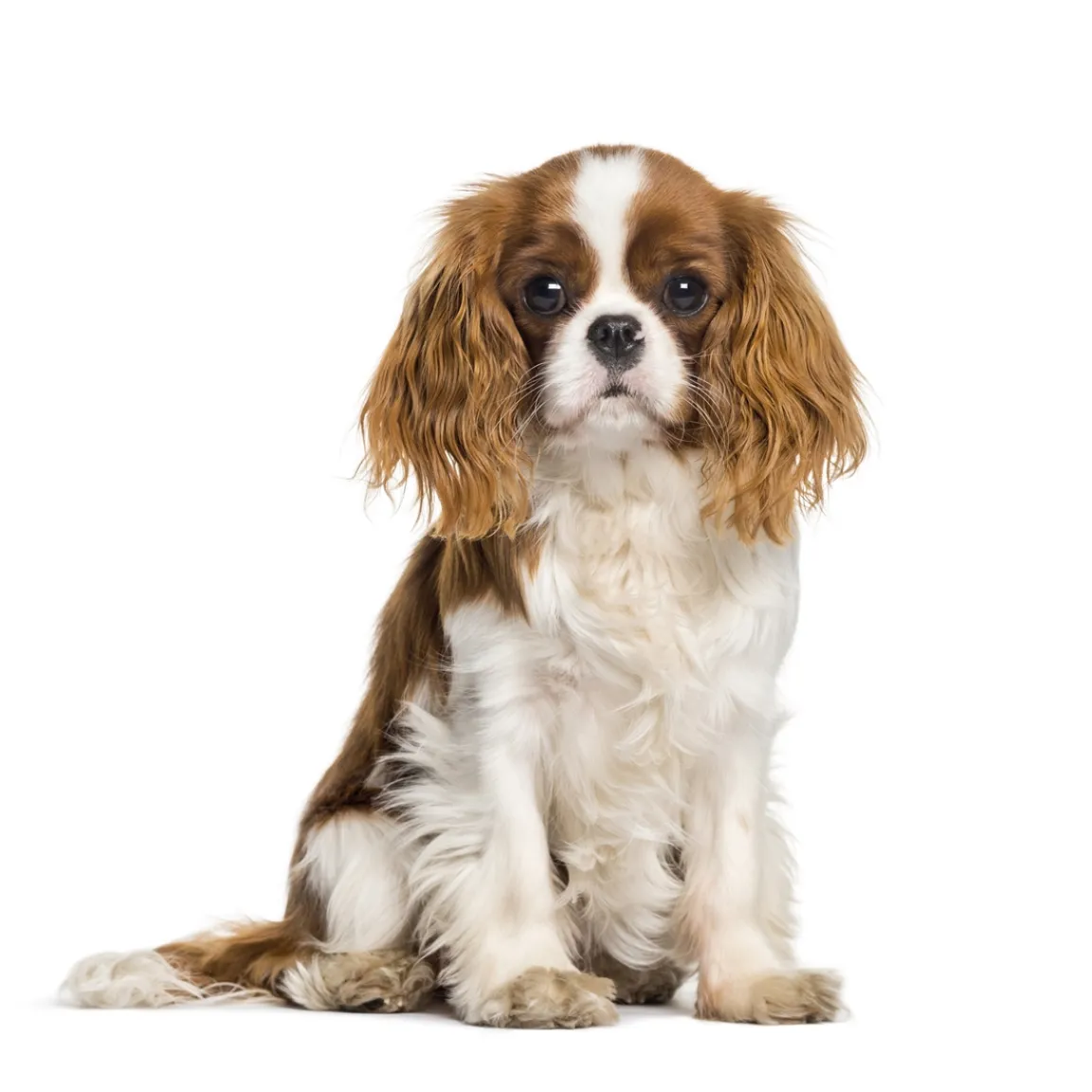 Best Tempsl Sac de transport Summer dog